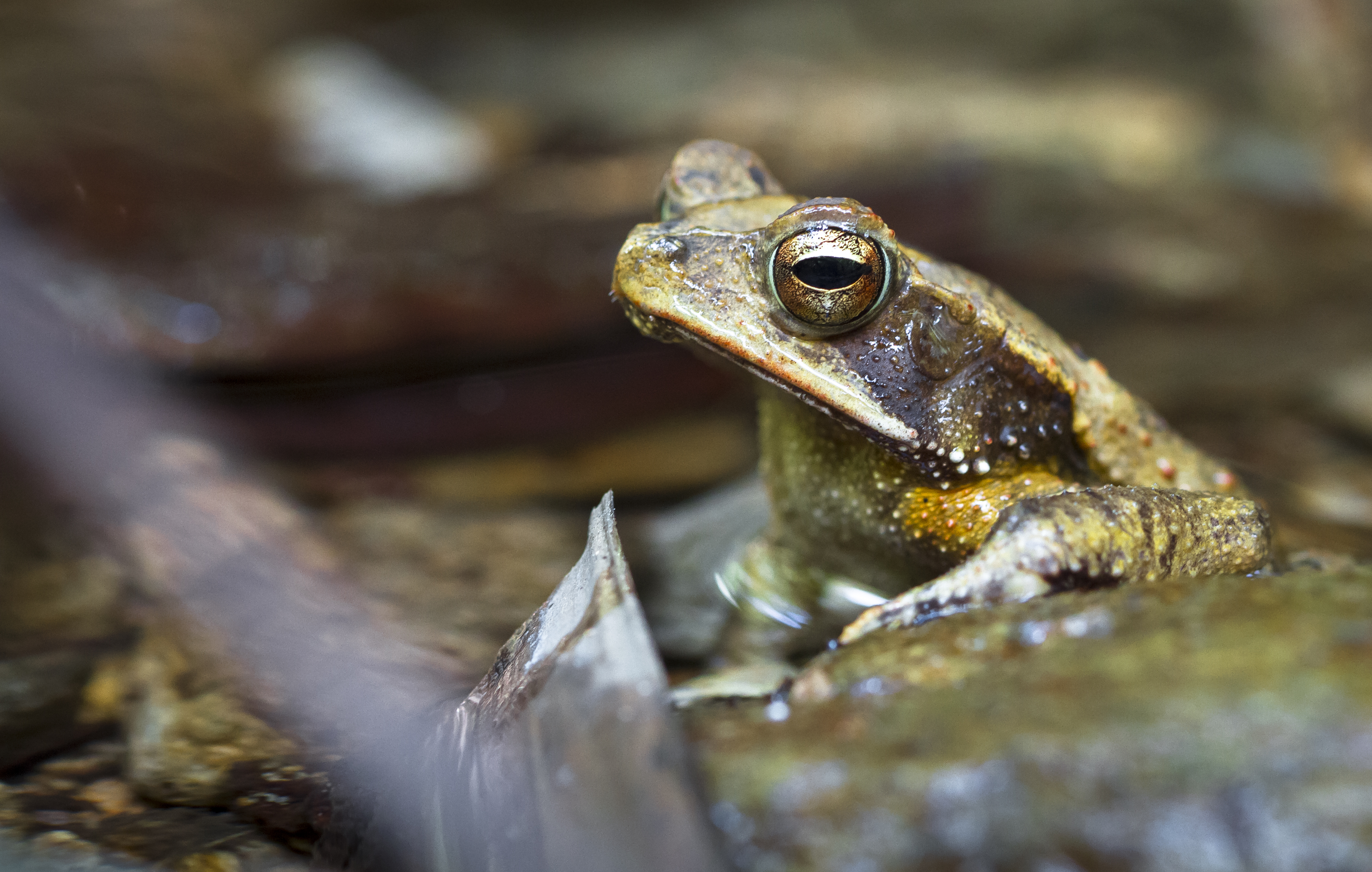 Amazon rainforest research