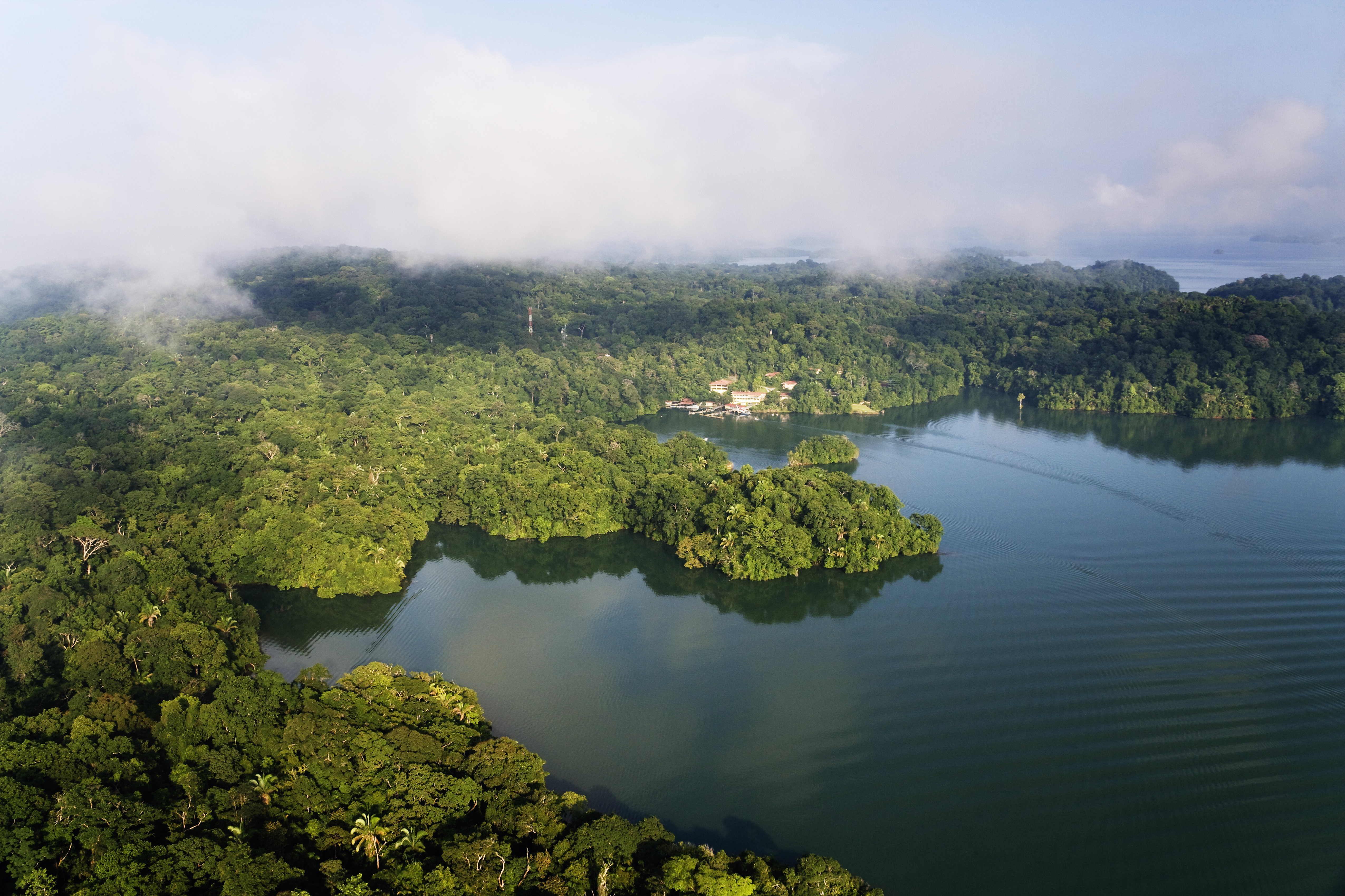 Panama forest research
