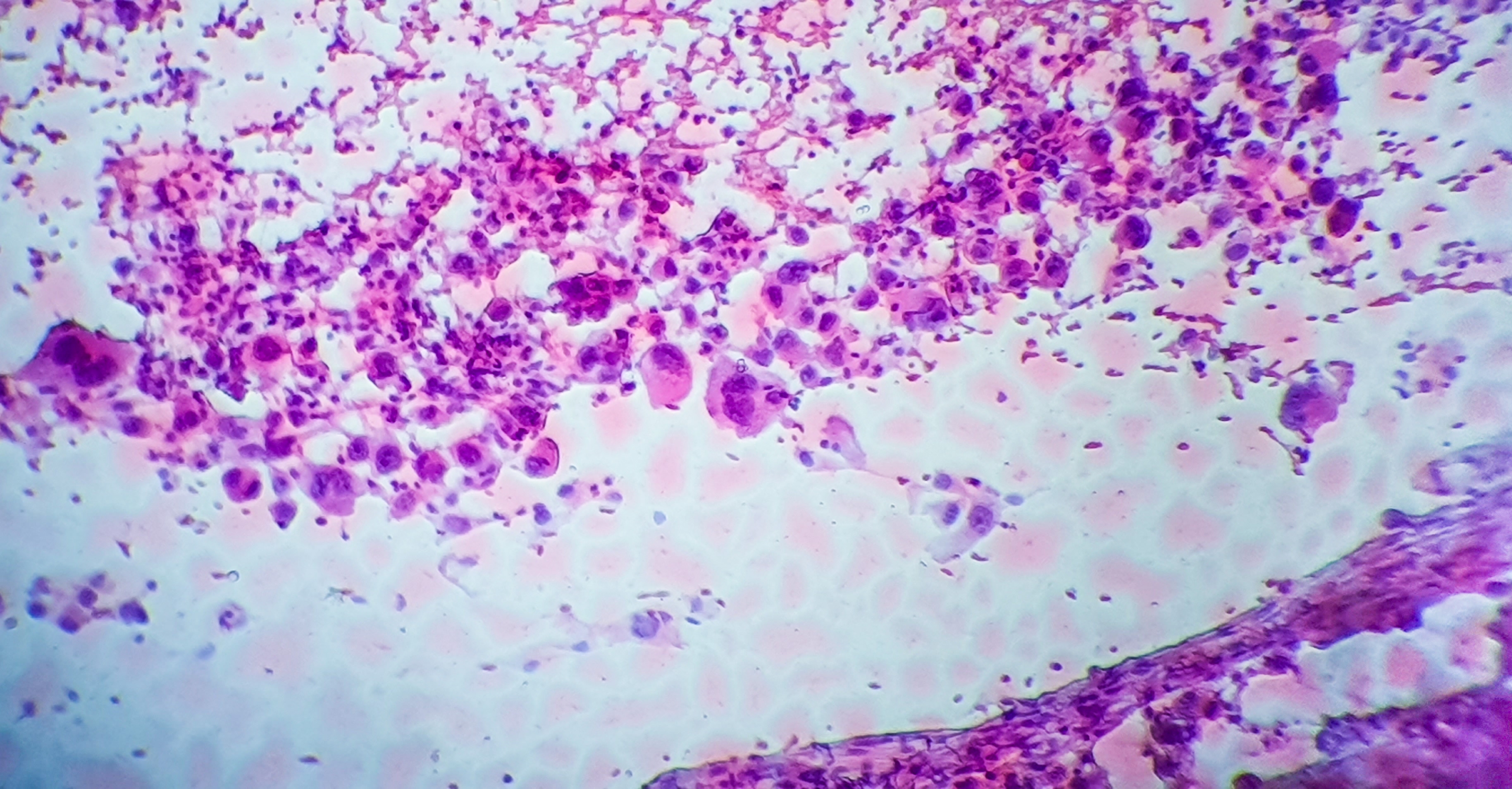 Rotger Research Foundation